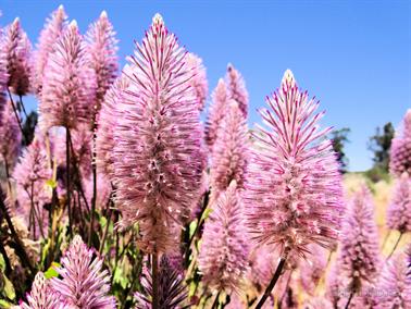 Wildflowers in the goldfields north of Leonora, Western Australia
